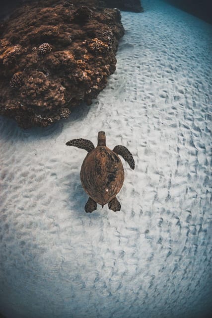 Maui: Alii Kai Turtles & Tacos Snorkel Sail