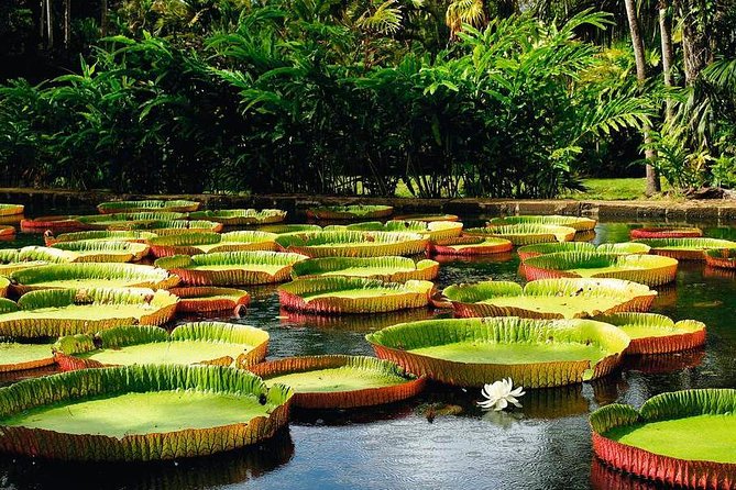 Mauritius Private North Day Tours – MUTT