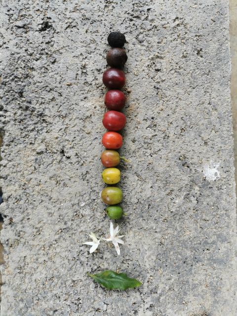 Medellín: Coffee Tour With Tastings and Lunch