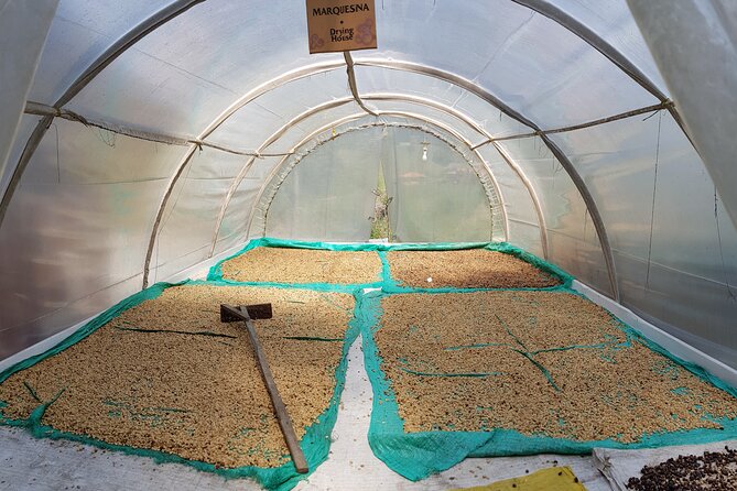 Medellin Fun and Informative Half-Day Coffee Farm Tour