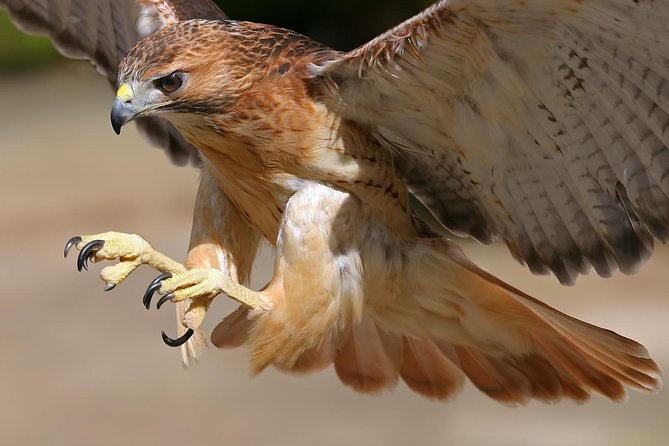 Medvednica Nature Park Falconry Tour From Zagreb