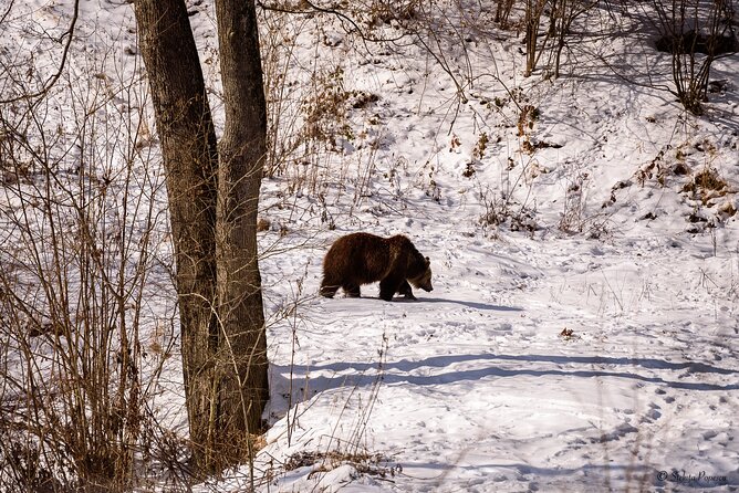 Meet the Bears & Visit Dracula Castle Day Tour From Bucharest