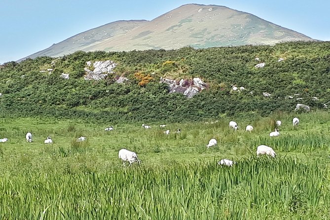 Mini Bus Tour of The Ring of Kerry and Skellig Ring