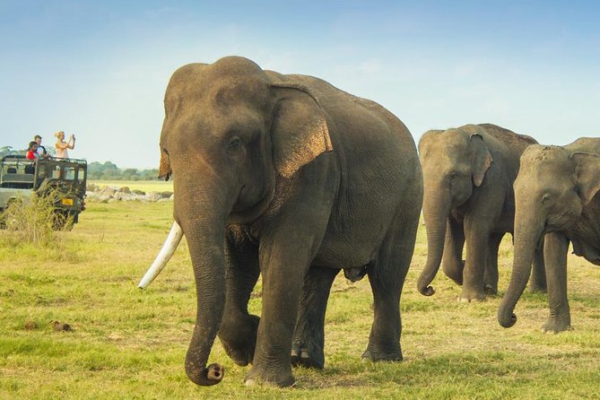 Minneriya National Park Private Safari From Habarana - Meeting Points and Transportation