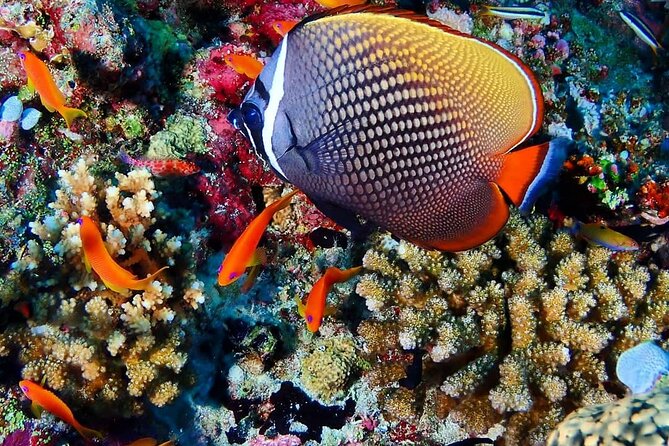 Mnemba Snorkeling, Kuza Cave, Blue Lagoon, Starfish Tour, The Rock Restaurant