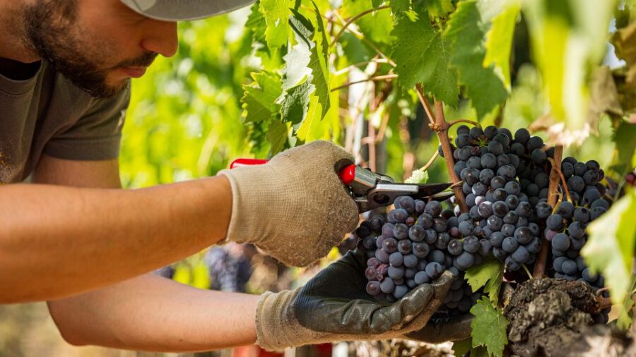 Montepulciano: Learn How To Taste Wine