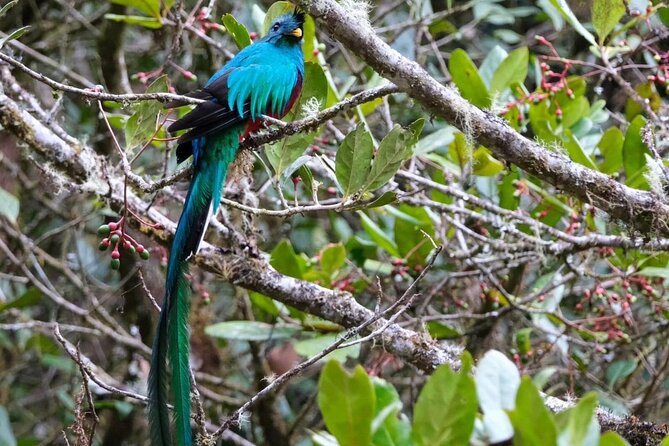 Monteverde Cloud Forest Guided Tour.