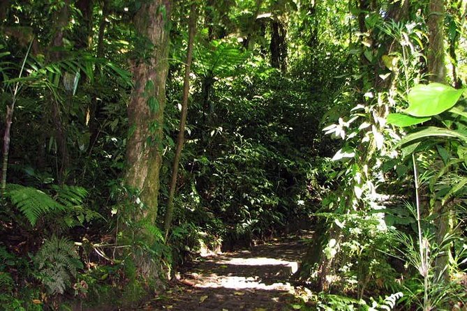 Monteverde Cloud Forest Hanging Bridges