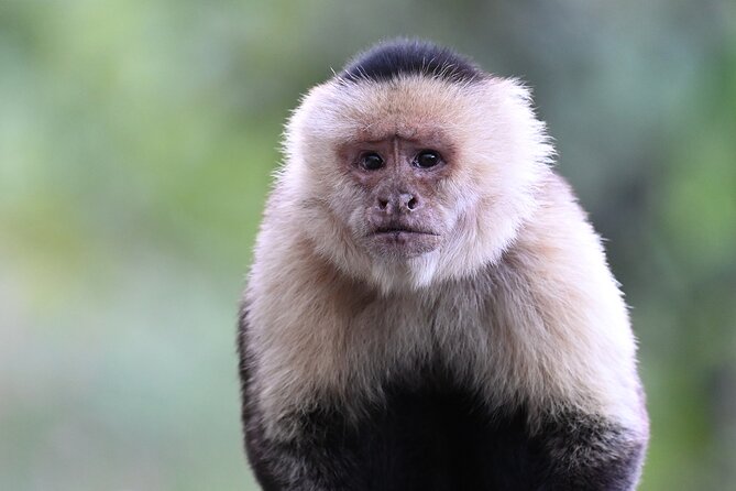 Monteverde Cloud Forest Tour