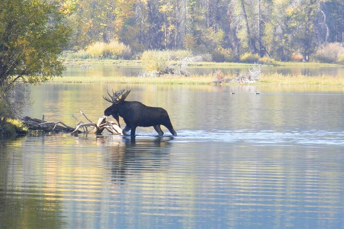 Morning Half-Day Tour With Picnic Lunch in Grand Teton National Park