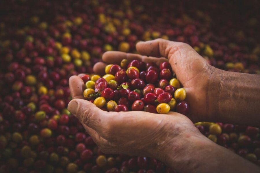 Most Complete COFFEE TOUR at Local Family Farm