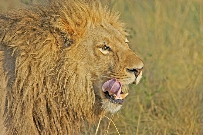 Nairobi National Park Safari Tour