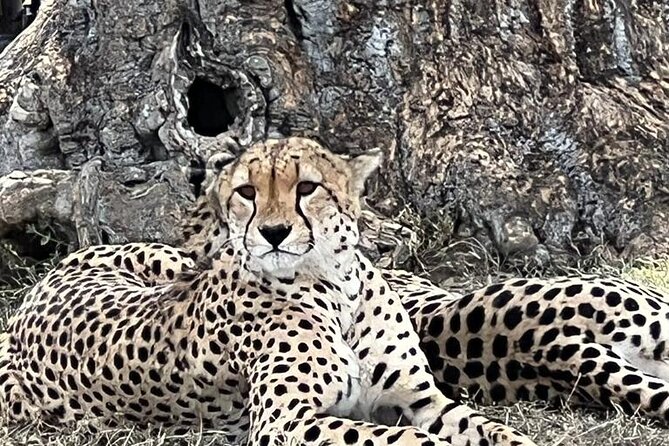 Nairobi National Park Tour From 0600hrs – 1130hrs or From 1300hrs – 1800hrs
