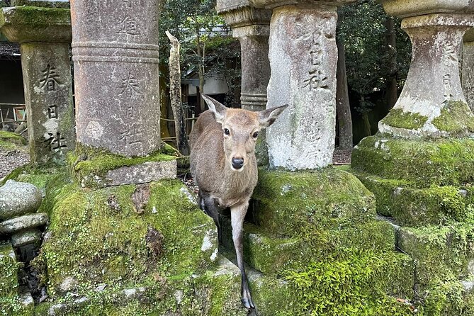 Nara Half-Day Bus Tour From Kyoto - Meeting and Pickup Information