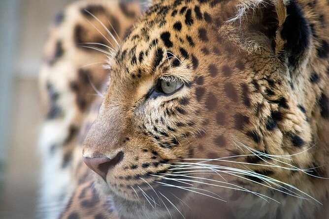 Narlai Leopard Safari and Village Walk