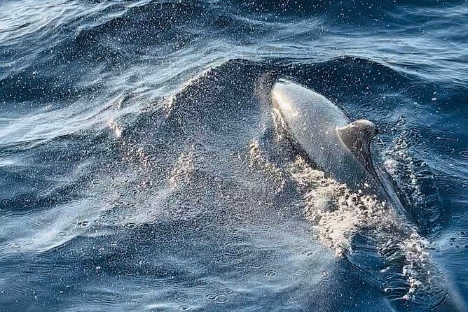 National Park Brijuni Tour From Pula With Dolphins, Sunset&Dinner