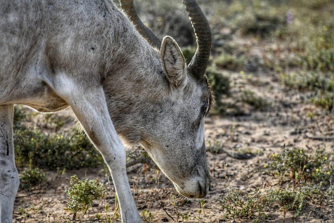 National Park Visit Souss Massa (Endangered Animals)