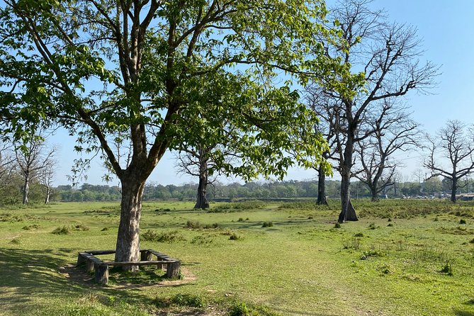 Nature Walk in Chitwan Jungle Safari With Guide - Tour Overview