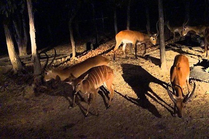 Night Safari From Chiangmai - SPECIAL DEAL - Tour Overview