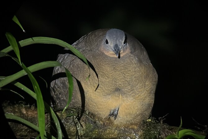 Night Walk at the Monteverde Refuge