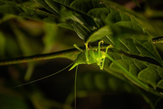 Night Walk in the Monteverde Cloud Forest.