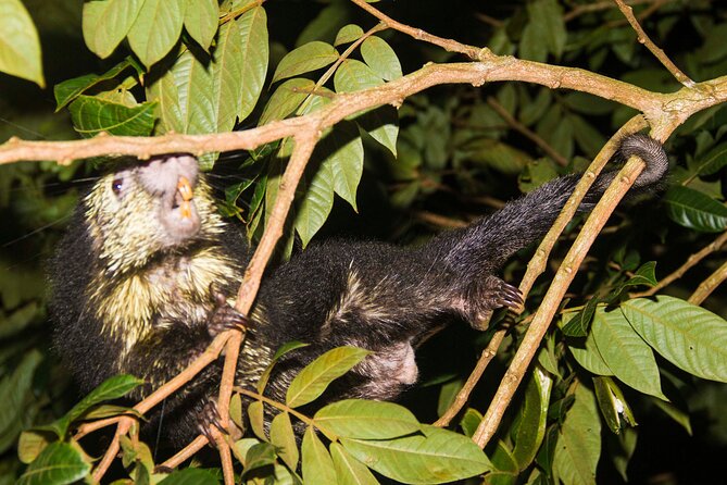 Night Walk Tour: the Night Life of the Forest