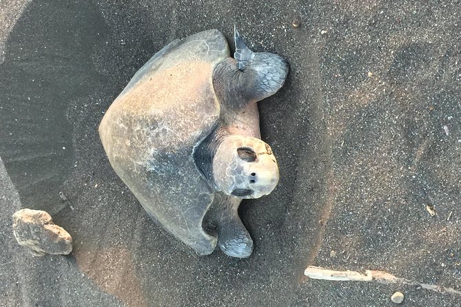 Nocturnal Turtles Watching Ostional Guanacaste Province