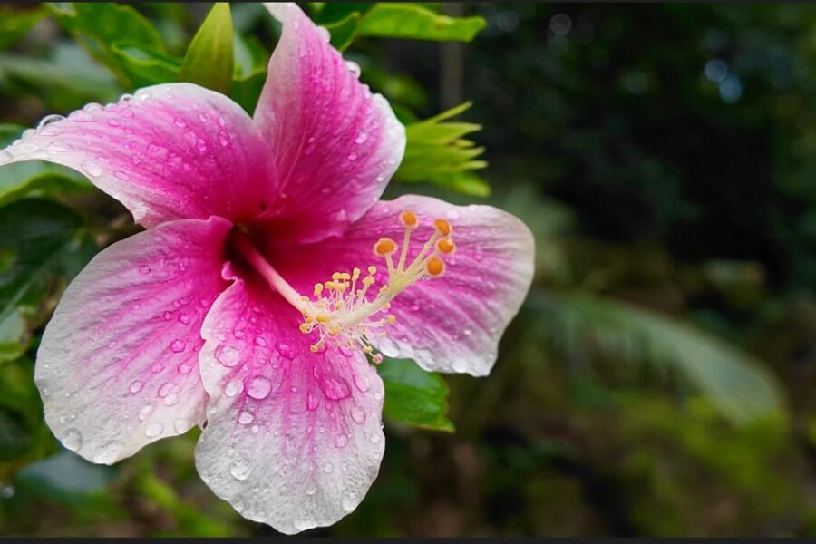 Oahu: Private Tour North Shore W/ Waimea Valley & Waterfall