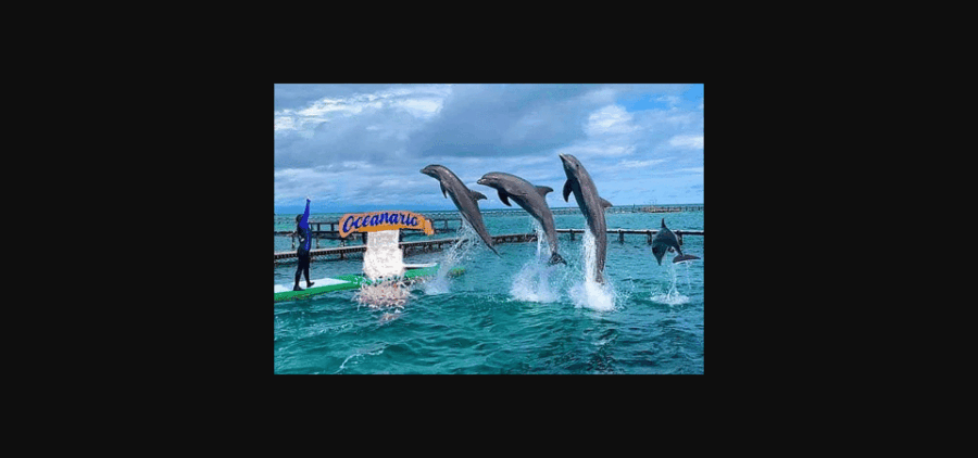 Oceanarium, ISLA Del R. and PLAYA Barú, by BOAT From Cartage