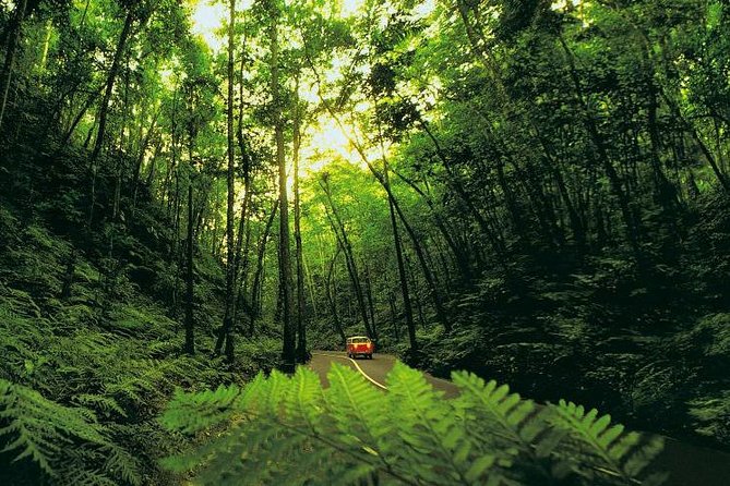 Ocho Rios Highlight & Dunns River – Full Day Tour