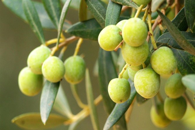 Oleotourism and Olive Oil Tasting in Seville – Private Tour