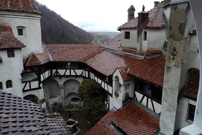 One Day Tour Dracula Castle. Libearty Bear Sanctuary. From Brasov - Visiting Libearty Bear Sanctuary