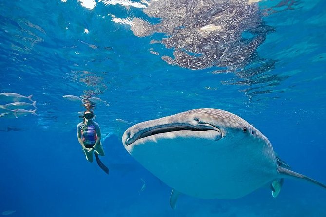 Oslob Whaleshark & Kawasan Falls Tour - Exploring Oslob Whaleshark Encounter