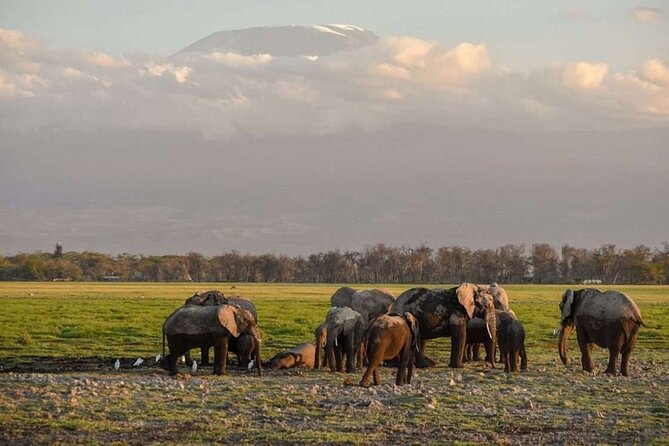 Overnight Tour in Amboseli National Park From Nairobi
