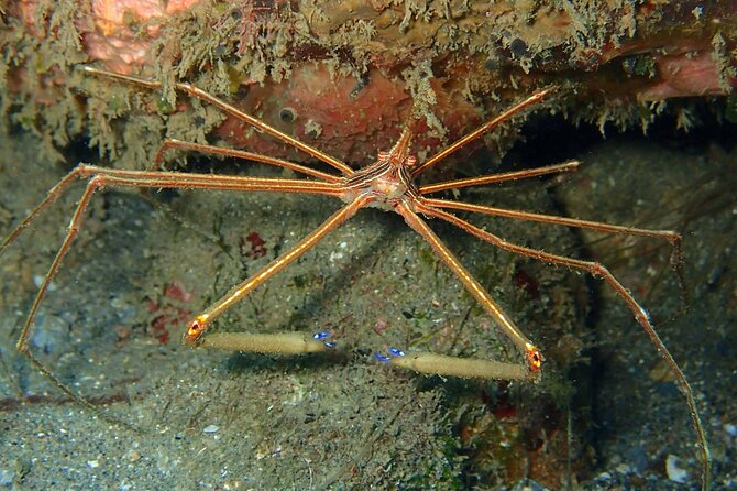 PADI Discover Scuba Diving at Champagne Reef Dominica