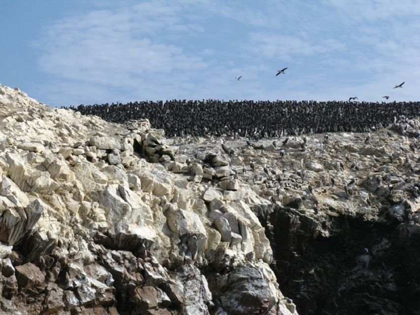 Paracas: Ballestas Islands Boat Ride Tour