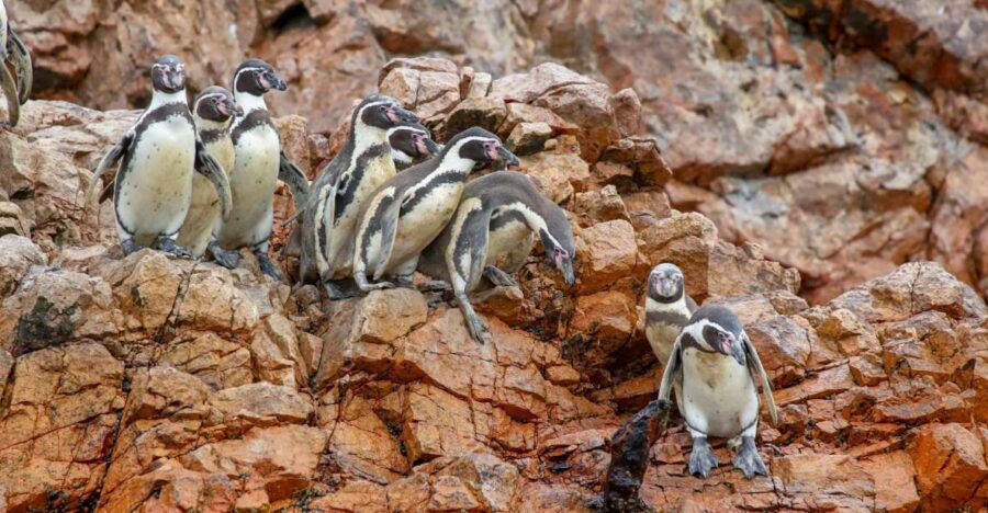 Paracas: Ballestas Islands Morning Boat Tour