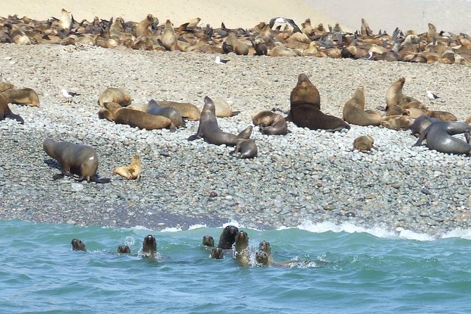 Paracas Full Day: Islas Ballestas, National Park and Sandboarding in Paracas