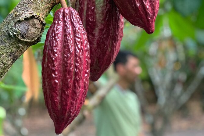 Paso Del Mango Chocolate & Waterfalls Tour