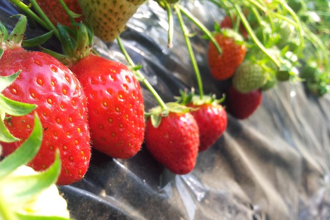 [Perfect Private Tour] Strawberry Farm & Nami Island & Lunch - Tour Overview
