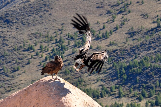 Photo Discovering Condors & Birdwatching - Full Day Tour in Private Service