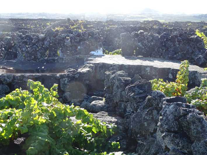 Pico Wine Tours - Highlights and Experiences