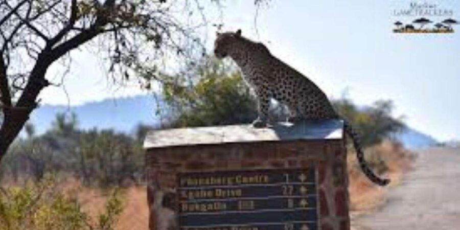 Pilanesberg : Evening Night Safari Drive
