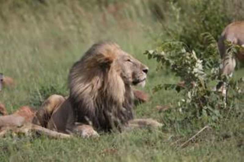 2 Best Lunch Experiences In Pilanesberg Nature Reserve