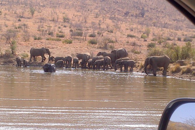 Pilanesberg National Park Full-Day Tour From Johannesburg