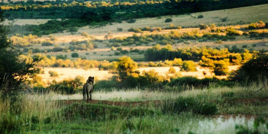 Pilanesberg Tour Big 5 Hunt