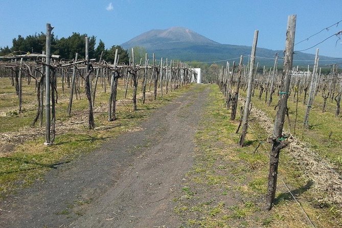 Pompeii-Wine Tasting Tour From Sorrento, Licensed Guide Included