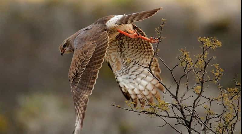 Port Elizabeth: 3-Day Addo Elephant National Park Safari