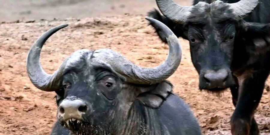Port Elizabheth: Addo Elephant Park Private Safari