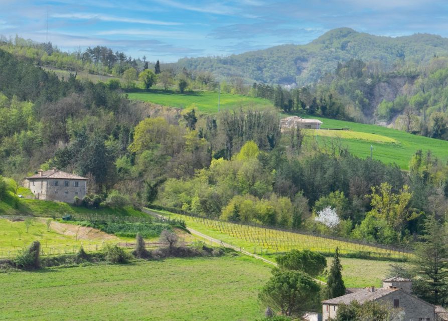 Predappio Wine Experience: Wine Tasting and Vineyard Tour - Experience Overview